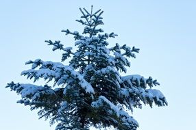 coniferous tree with snow on the branches