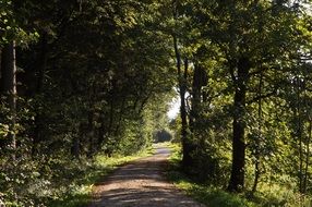 Landscape of the Forest Path