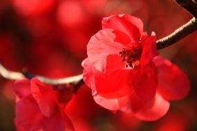Red Japanese flowering crabapple in winter