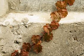 autumn leaves on the stone stairs