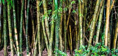 Hawaiian bamboo forest close up