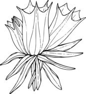 sketch of a wild flower on a white background