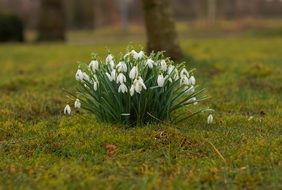 group of Snowdrops blooming on Spring meadow