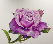 graphic image of a beautiful purple rose