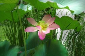 pink open Lotus flower among green leaves