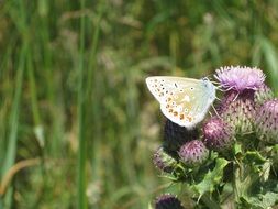 butterfly on thistle bud