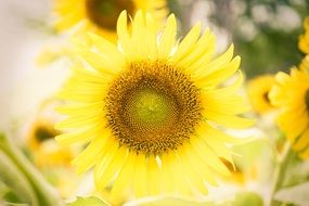 blooming bright Sunflowers