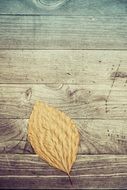 autumn leaf on wood surface