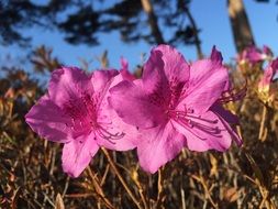 pink flowers among dry grass closeup