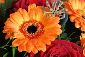 orange gerbera flower in bouquet