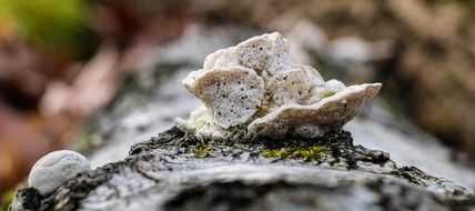 Mushroom on Tree Bark closeup