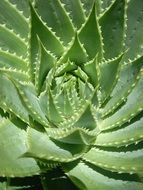succulent cactus with large petals close-up