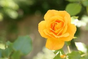 wonderful Rose Flowers close-up on blurred background