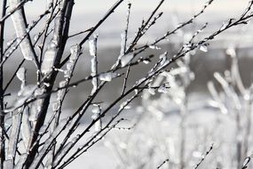 Monochrome picture of Trees in Reykjavik in Iceland