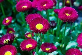 red flower with a yellow center in the garden