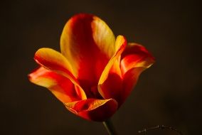 red and yellow tulip at dark background