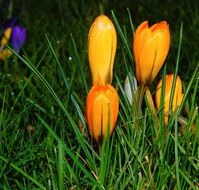 orange crocuses in green grass