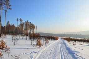 Winter Siberia Snow Forest