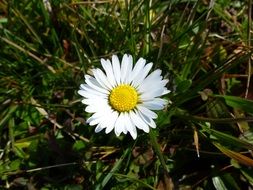 Closeup photo of Daisy Flower in a grass