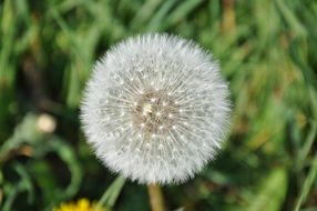 Close-up of the white dandelion flower