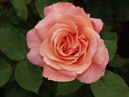 Natural Rose plant