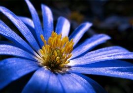 blue anemone coronaria
