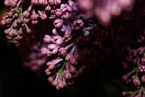 lilac flowers in the dark