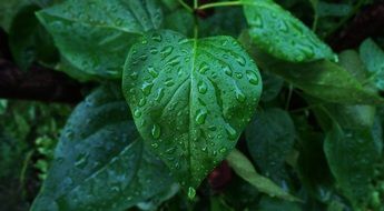 Raindrops on a green leaves in a garden
