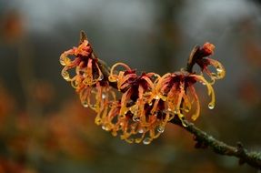 raindrops on witch hazel