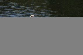 Swan Start Plumage Departure N2