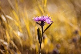purple wigs malvaceae plant