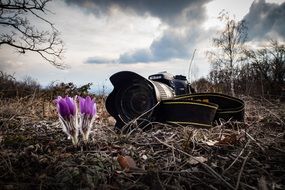 the camera lies on the ground near purple flowers