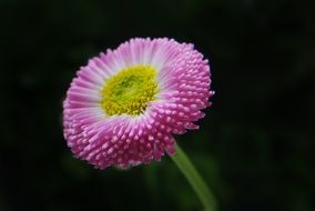 chic Daisy Flower