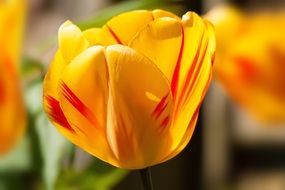 yellow tulip in the spring garden