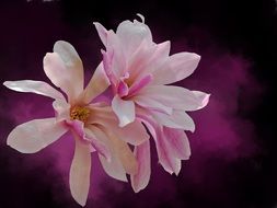 wallpaper with spring flowers