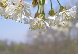 cherry flowers at blue sky, macro