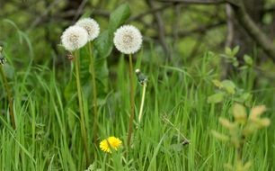 fluffy dandelions in green grass