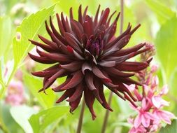 dark red flower in nature
