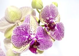 motley white-purple orchid close up