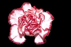 closeup photo of white pink carnation on a black background