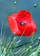 bright red poppy in the sun close up