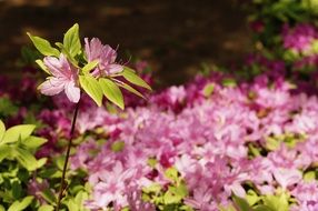gorgeous Cosmos Dandelion