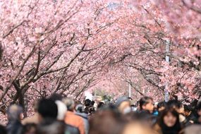 Japanese cherry in pink color