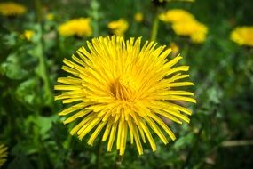 yellow pointy dandelion close up