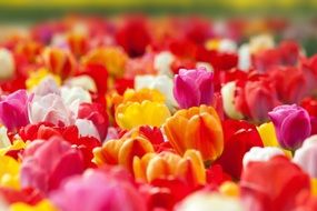 garden bed of colorful tulips