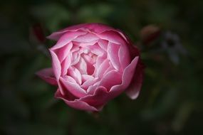 Rose Peony Garden