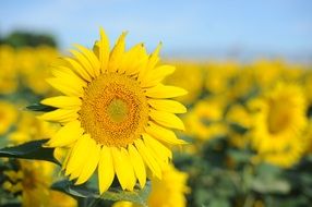 unimaginable yellow Sunflower