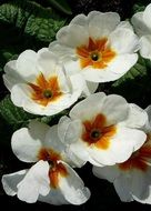 primrose as white flowers