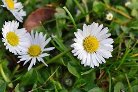 wild daisy flowers on the spring meadow