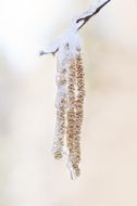 hazel buds under the snow